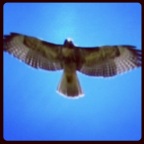 Hawk!